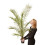 Hardy Phoenix Palm Tree 4
