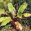 Musa basjoo (Banana Tree) Supplied as 2 x 9cm Pots 3