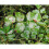 Sulphur Rose RTU 1 litre 3