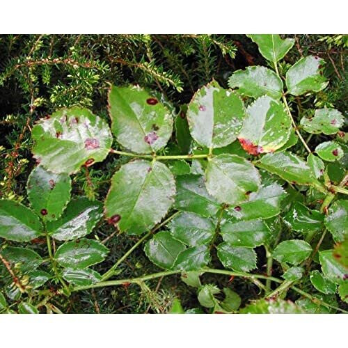 Sulphur Rose RTU 1 litre 2