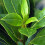 Laurus nobilis 12cm Pot Size 1