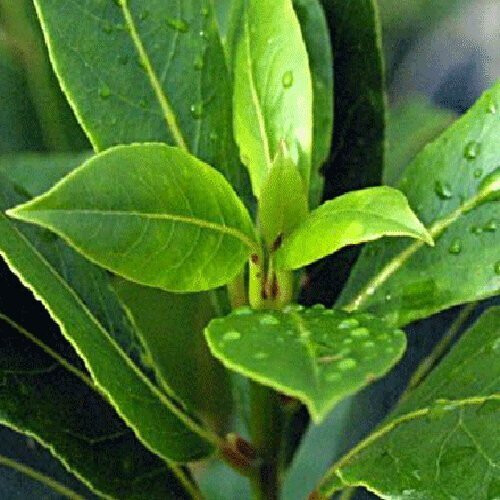 Laurus nobilis 12cm Pot Size