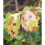 Sulphur Rose RTU 1 litre 4