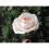 Sulphur Rose RTU 1 litre 6