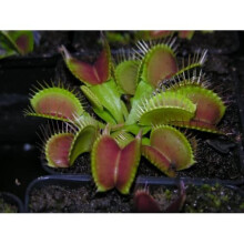 CARNIVOROUS PLANT - VENUS FLY TRAP