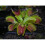 CARNIVOROUS PLANT - VENUS FLY TRAP 1
