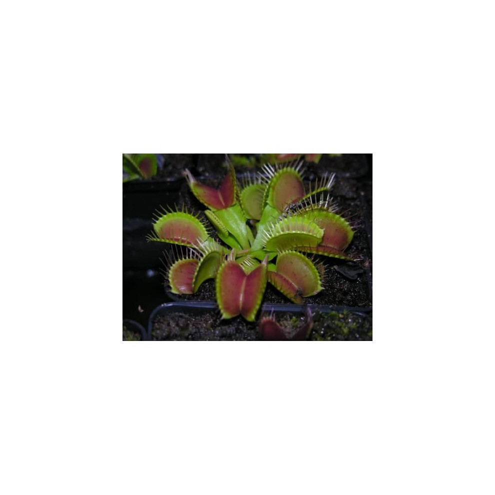 CARNIVOROUS PLANT - VENUS FLY TRAP