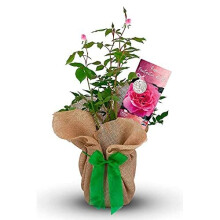 Rose 'Fantastic at 80' - Happy Birthday Rose Gift Wrapped with Bow - Plant Gift