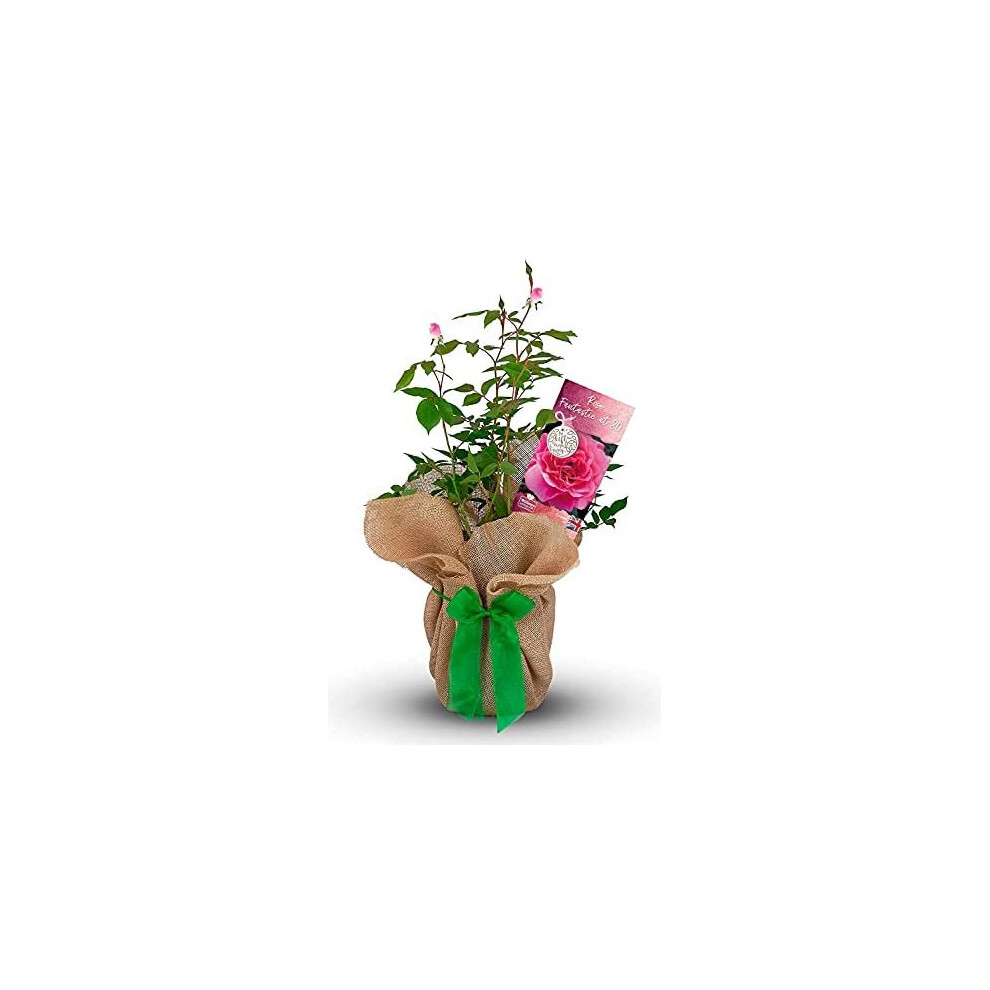Rose 'Fantastic at 80' - Happy Birthday Rose Gift Wrapped with Bow - Plant Gift-image-OPC-P9HPW5C-NEW