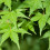 Acer palmatum 15cm Pot Size 1