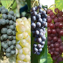 3 x Vitis Grape Mix - Garden Grape Fruit Vine Grow Your Own Grapevine