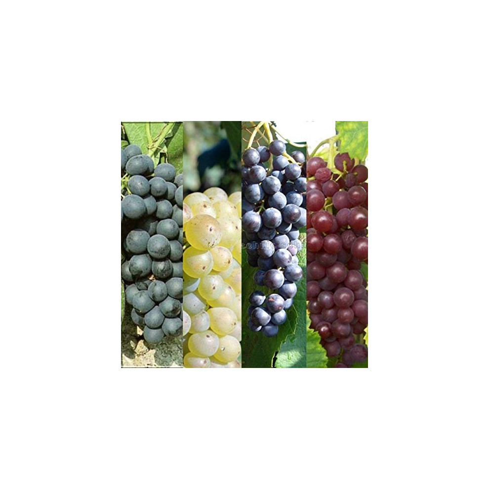 Carbeth Plants 3 X Vitis Grape Mix - Garden Grape Fruit Vine Grow Your Own Grapevine