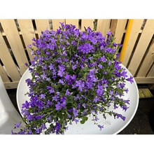 Campanula Port - Garden Ready Hardy Alpine Plant.