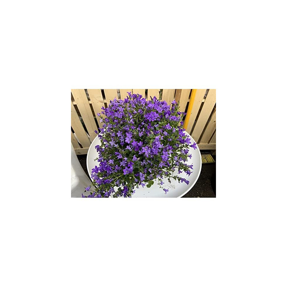 Campanula Port - Garden Ready Hardy Alpine Plant.