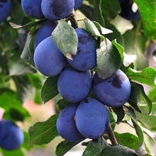 Thompson & Morgan Potted Mini Fruit Tree Plum, Perfect for Small Gardens & Patios, Heavy Cropping, Tasty Edible Fruit in Summer, Easy to Grow, 1