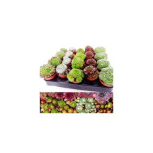 Sempervivum Plant Mix - 6 Plants - Hardy Indoor/Outdoor Houseleeks in 5.5cm Pots