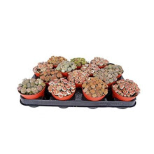 Lithops Plants (3 Plants) - Large Living Stone Plants in 9cm Pots