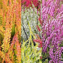 3-Pack Mixed Heather Plants: Calluna & Erica in 9cm Pots - Ready to Plant, Colorful Varieties