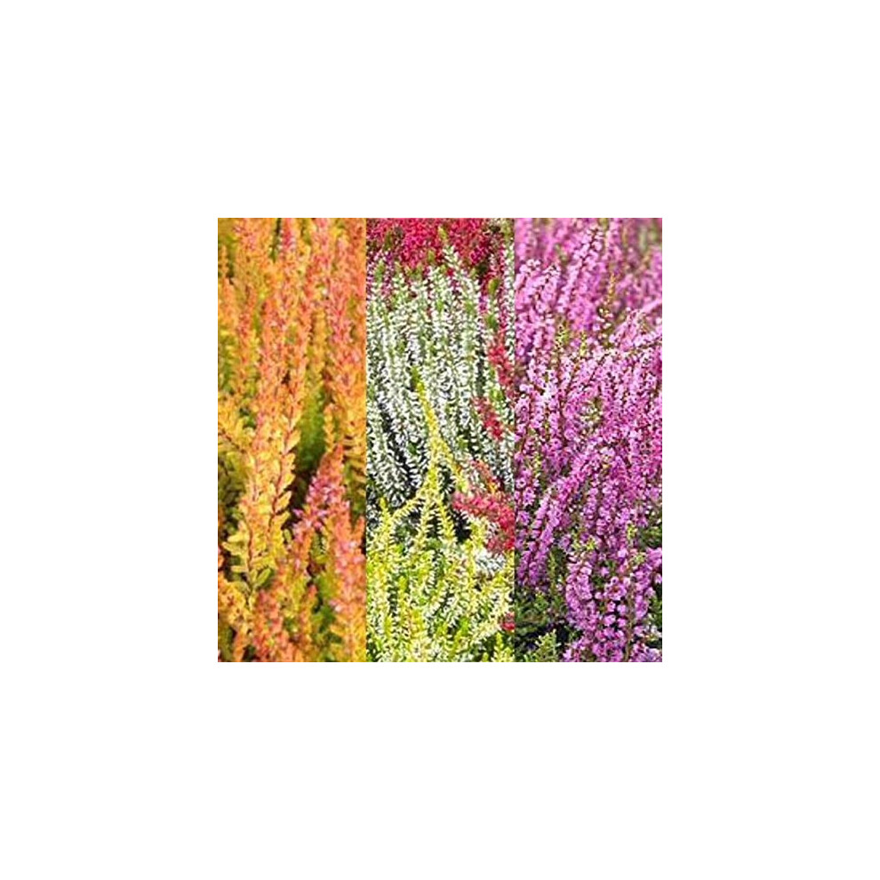 Carbeth Plants 3-Pack Mixed Heather Plants: Calluna & Erica In 9Cm Pots - Ready To Plant, Colorful Varieties