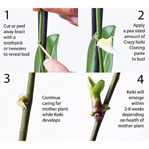 Keiki Cloning Paste di Southside Plants - Nutriente per Orchidee e Piante d'Appartamento - 0.25oz 1