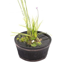 Complete Patio Pond Set - Dwarf Lily - 3 Marginal Plants - Pots and Compost - Just Pot up and add Water