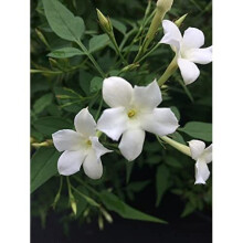 Jasmine Officinale x 2 Plants - Star Jasmine Plants in 9cm Pots