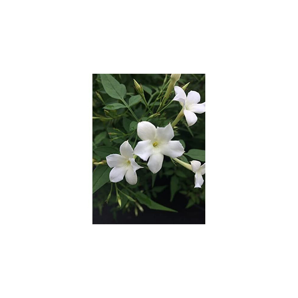 Carbeth Plants Jasmine Officinale X 2 Plants - Star Jasmine Plants In 9Cm Pots