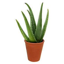 Delightful Small Aloe Vera Plant Excellent healing benefit - Aloe Vera Gel - Next day delivery option - Aloe Vera, Aloe vera plants, Aloe plant,