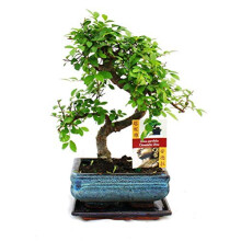 Bonsai Elm parvifolia S Style 7 yr - 1 tree