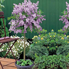 Scented Purple Lilac Dwarf Standard Tree Flowers Hardy Shrub Outdoor Garden Plants Syringa meyeri Palibin Large Standard Fragrant Mini Tree 1x