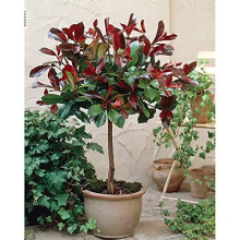 Photinia Red Robin Tree Standard Plants Hardy Red Evergreen Outdoor Garden Plant for Patios & Outdoors Baring Red Foliage, 1 x Photinia Red Robin