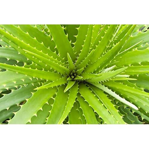 Aloe Vera Plant Compost Aloe Vera Plant Soil with Perlite Ready to USE (5 litres) on OnBuy