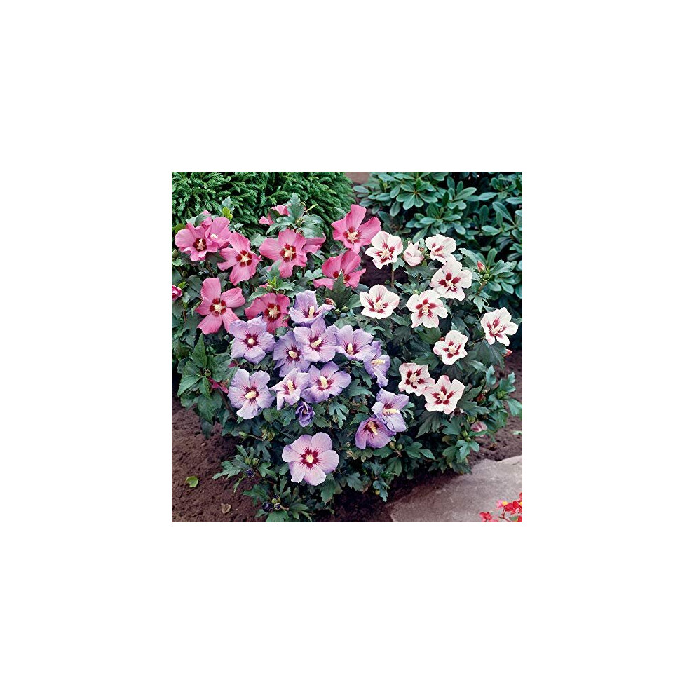 Hibiscus Tricolour 3L Bush 3 Colours in 1 Pot