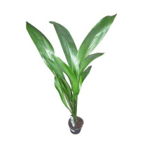 Indoor Plant -House or Office Plant -Aspidistra elatior - Cast Iron Plant Approx 40cm Tall