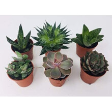 6 x Aloe Vera - Succulent Plant Mix - 3 Aloe Vera - 3 Succulents - Indoor Pot Plant