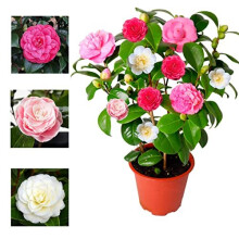 Camellia Japonica Plant Tricolour Red, White & Pink in One Pot - Evergreen Shrub - Rare Variety of Camellia Japonica Plant 30-50 cm in Height (Re