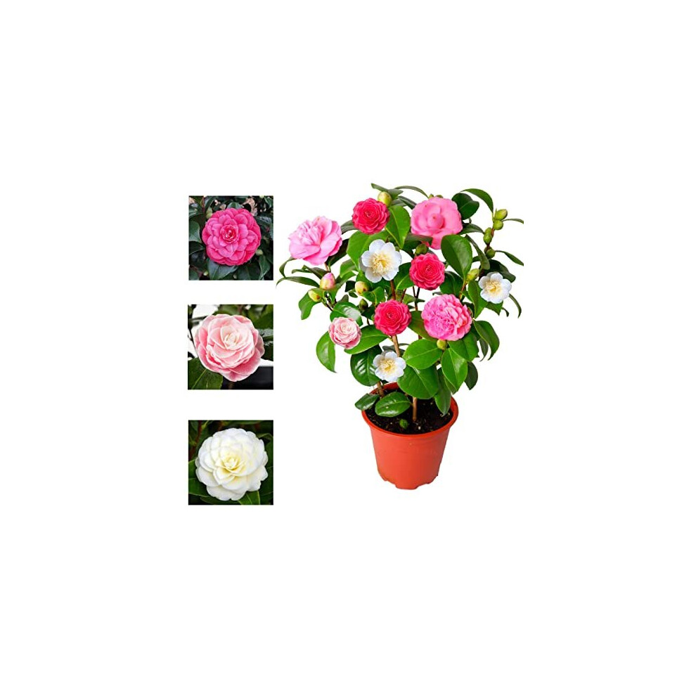 Carbeth Plants Camellia Japonica Plant Tricolour & In One Pot - Evergreen Shrub - Rare Variety Of Camellia Japonica Plant 30-50 Cm In Height (Re Red/White/Pink