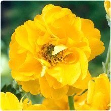 6 x Geum 'Lady Stratheden' Yellow Large Plug Plants Hardy Perennials