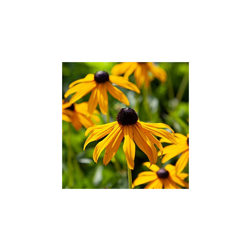 Yougarden Hardy Perennial Flower Rudbeckia 'Goldsturm' 3 Established Plants In 9Cm Pots Golden/Amber/Black