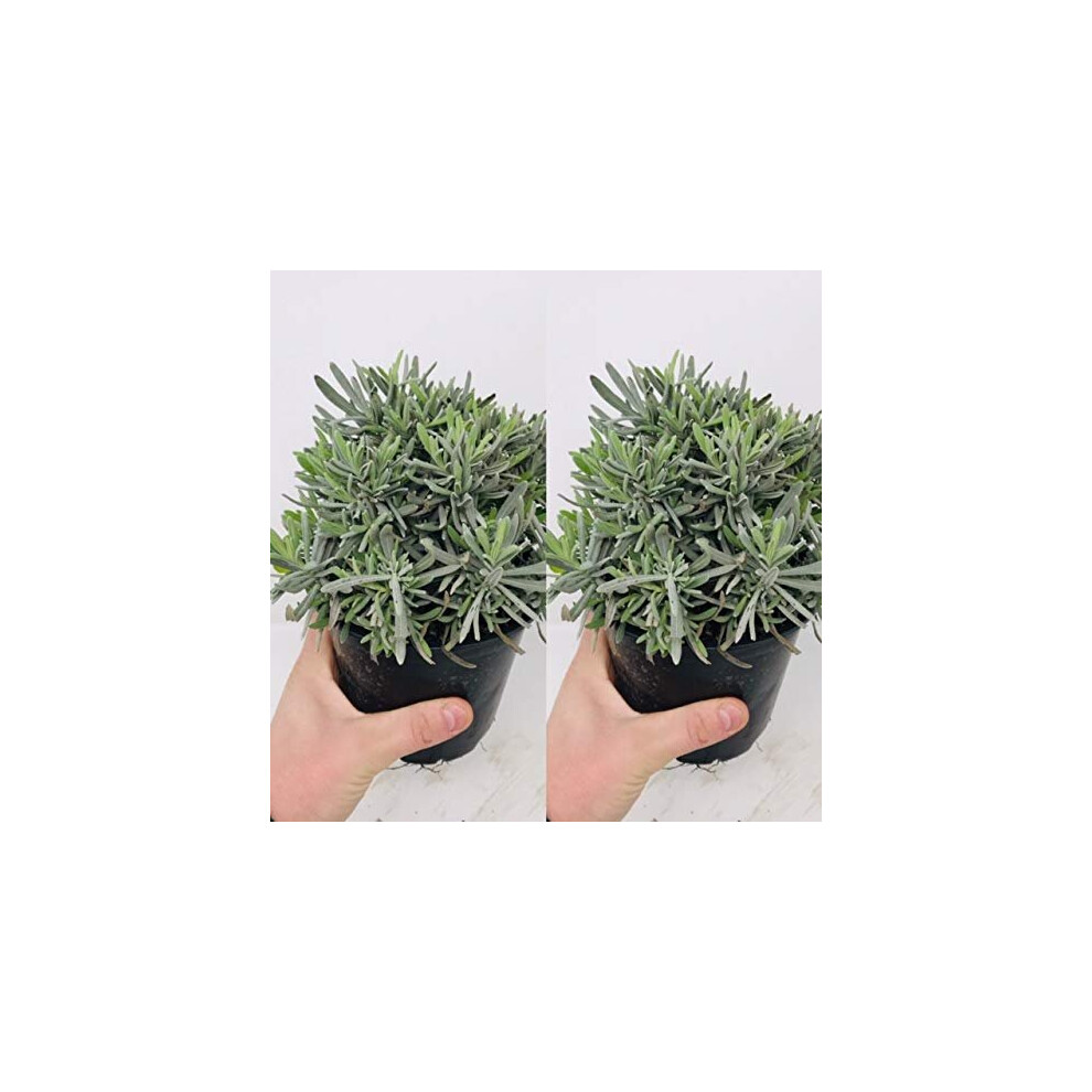 2 x Large Lavender Herb Plants in a 14cm Pot - Upright and Bushy Lavander Plants