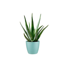 Aloe Vera Plant - Large Plant 30-40cm Including Mint Pot for The Home Or Office