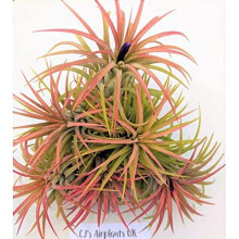 Tillandsia ionantha 'Red' Air Plant x 3
