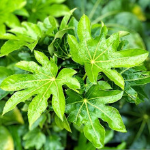 Fatsia Japonica Outdoor Large Castor Oil Plant Hardy Perennial Shrubs Tall Garden Plants Evergreen Foliage Ready to Plant for Pots 1 x 17cm Pot b