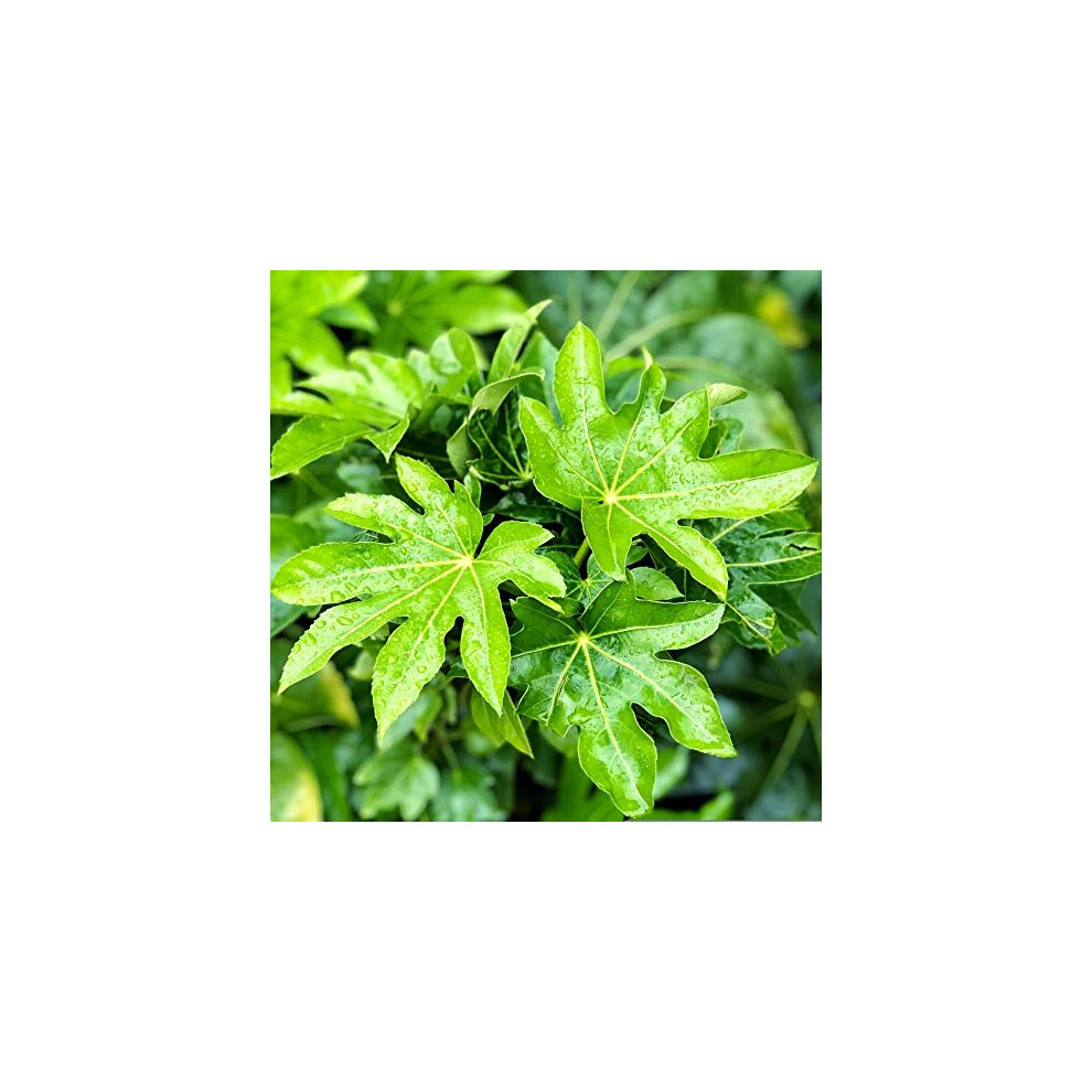 Thompson & Morgan Thompson And Morgan Fatsia Japonica Plant Pot 17Cm - Image 4