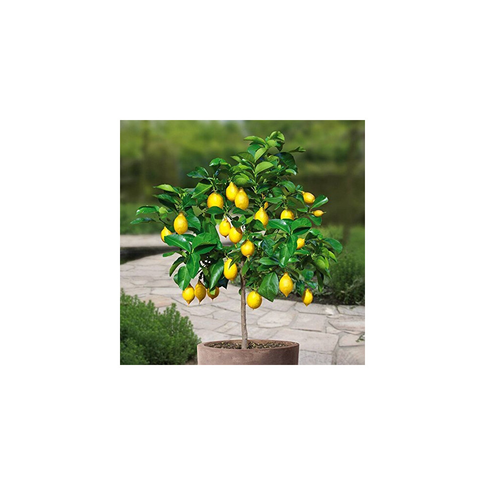 Lemon tree Standard - 1 tree