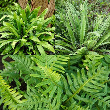 Pack of 3 Evergreen Hardy Ferns in 9cm Pots - 3 Varieties, Year-Round Fronds, Shade-Loving, Easy-Care Garden Foliage