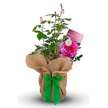 Rose 'Fantastic at 50' - Gift Wrapped Rose Bush with Bow - Plant Gift