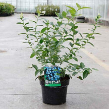 Blueberry Fruit Hardy Shrub Bush Flowering Outdoor Garden Plants Grow Your Own Late Season Blueberry Bushes 'Darrow' 1 x 3 Litre Pot by Thompson