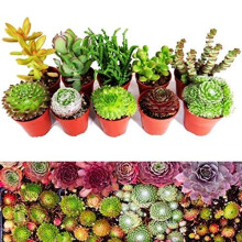 10 Sempervivum Succulent Plants - 5 Sempervivum - 5 Succulents Plants in 5.5cm Pots