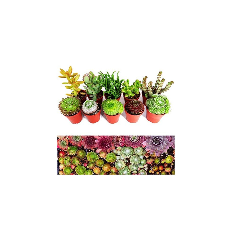 Carbeth Plants 10 Sempervivum Succulent Plants - 5 Sempervivum - 5 Succulents Plants In 5.5Cm Pots